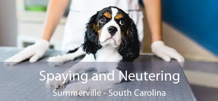 Spaying and Neutering Summerville - South Carolina