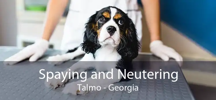Spaying and Neutering Talmo - Georgia