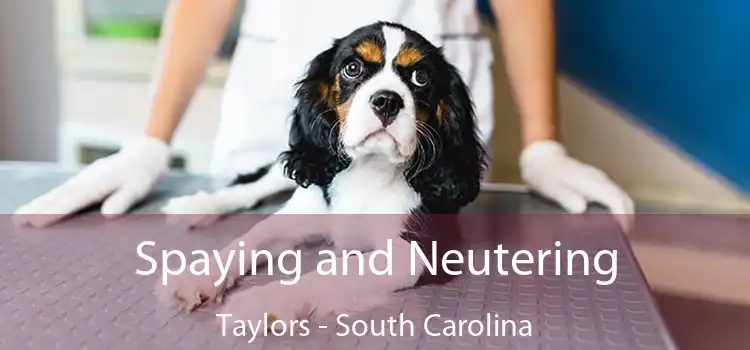 Spaying and Neutering Taylors - South Carolina