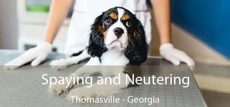 Spaying and Neutering Thomasville - Georgia