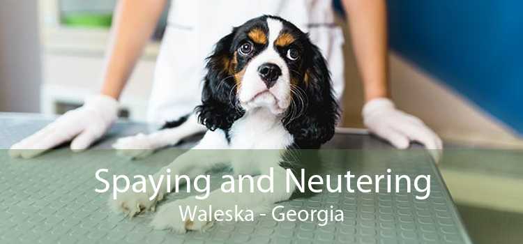 Spaying and Neutering Waleska - Georgia
