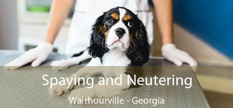 Spaying and Neutering Walthourville - Georgia