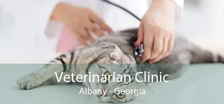 Veterinarian Clinic Albany - Georgia