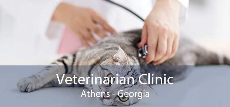 Veterinarian Clinic Athens - Georgia