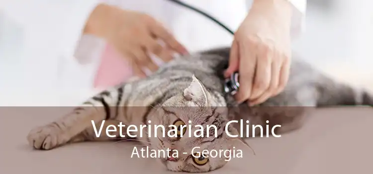 Veterinarian Clinic Atlanta - Georgia
