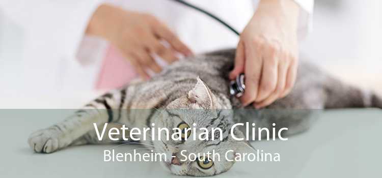 Veterinarian Clinic Blenheim - South Carolina