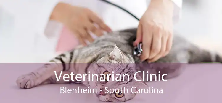 Veterinarian Clinic Blenheim - South Carolina