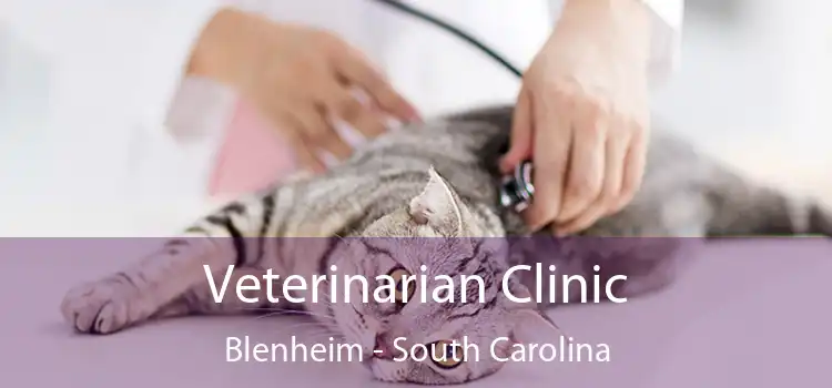 Veterinarian Clinic Blenheim - South Carolina