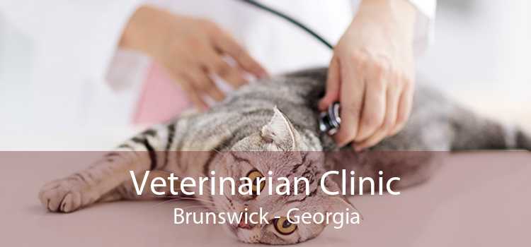 Veterinarian Clinic Brunswick - Georgia