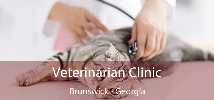 Veterinarian Clinic Brunswick - Georgia