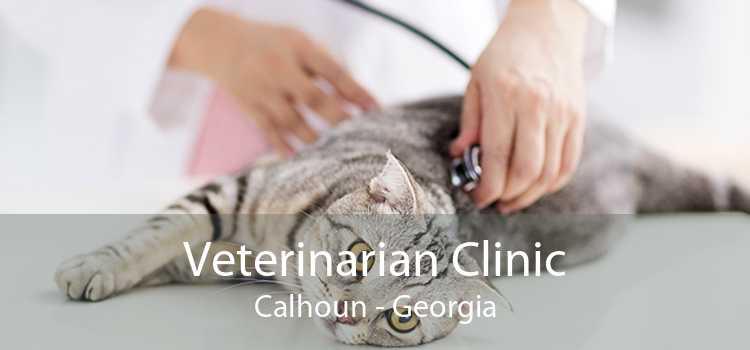 Veterinarian Clinic Calhoun - Georgia