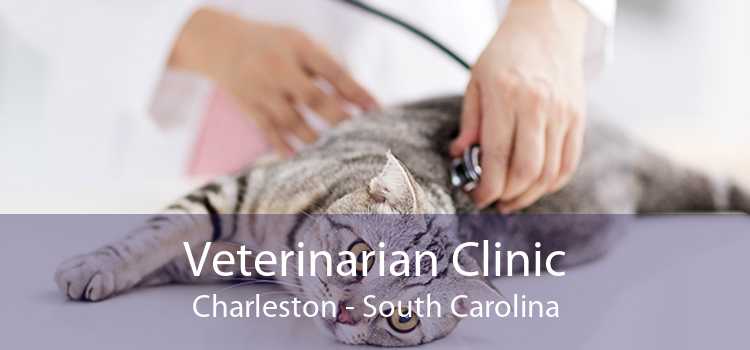 Veterinarian Clinic Charleston - South Carolina