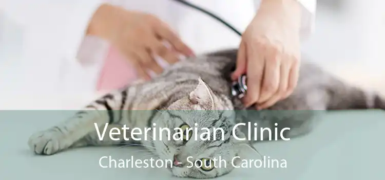 Veterinarian Clinic Charleston - South Carolina