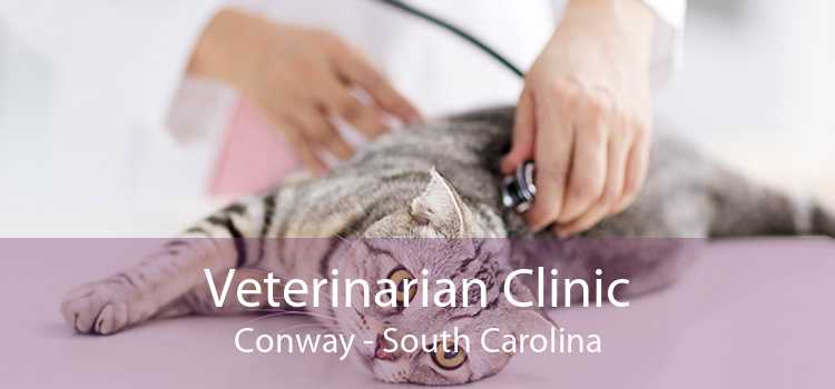 Veterinarian Clinic Conway - South Carolina