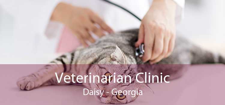 Veterinarian Clinic Daisy - Georgia
