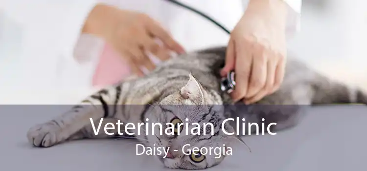 Veterinarian Clinic Daisy - Georgia