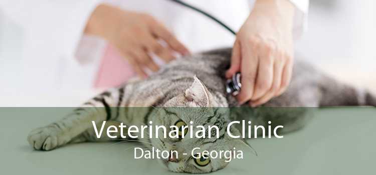 Veterinarian Clinic Dalton - Georgia