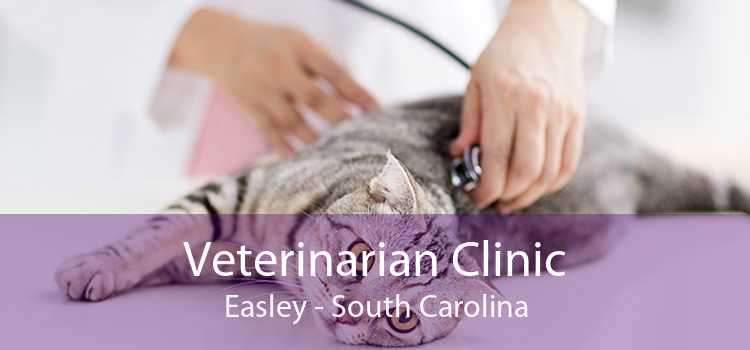 Veterinarian Clinic Easley - South Carolina