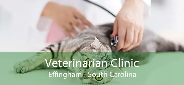 Veterinarian Clinic Effingham - South Carolina