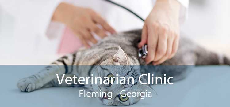 Veterinarian Clinic Fleming - Georgia