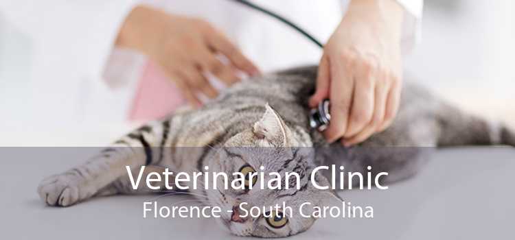 Veterinarian Clinic Florence - South Carolina
