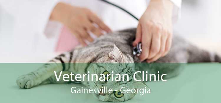 Veterinarian Clinic Gainesville - Georgia