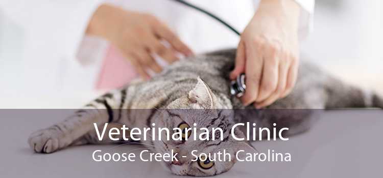 Veterinarian Clinic Goose Creek - South Carolina