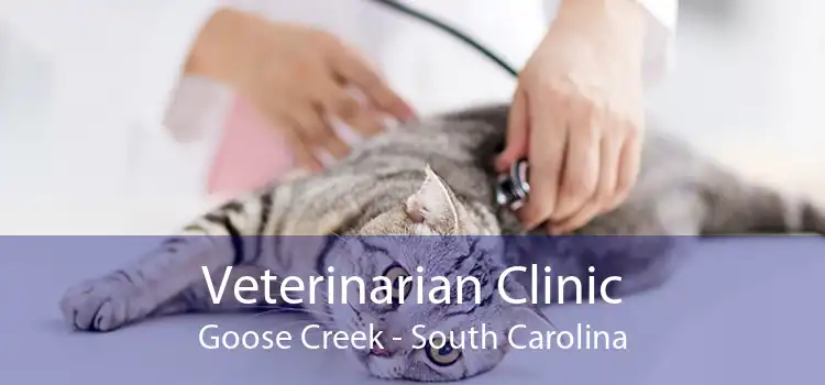 Veterinarian Clinic Goose Creek - South Carolina