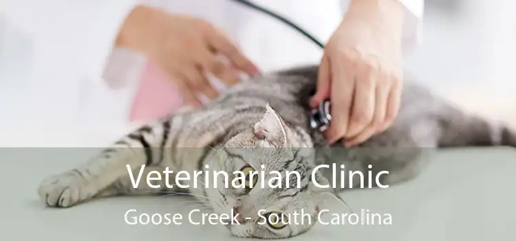 Veterinarian Clinic Goose Creek - South Carolina
