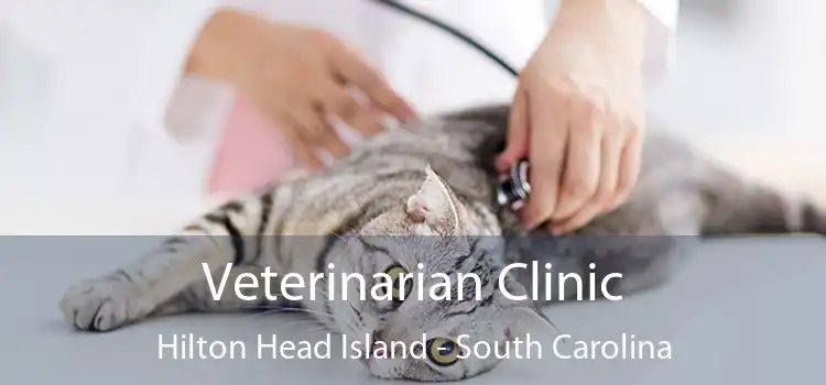 Veterinarian Clinic Hilton Head Island - South Carolina