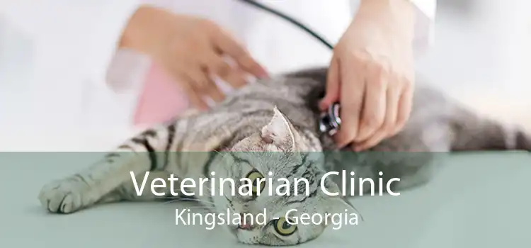 Veterinarian Clinic Kingsland - Georgia