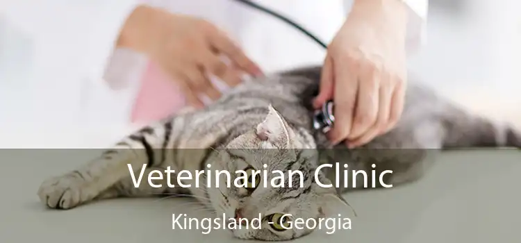Veterinarian Clinic Kingsland - Georgia