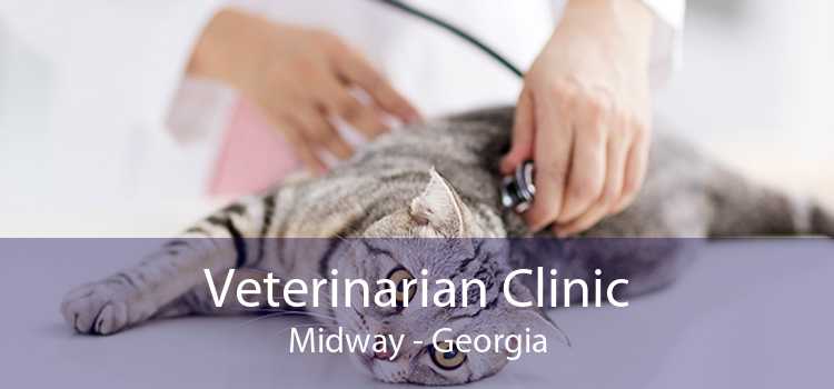 Veterinarian Clinic Midway - Georgia