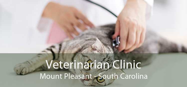 Veterinarian Clinic Mount Pleasant - South Carolina