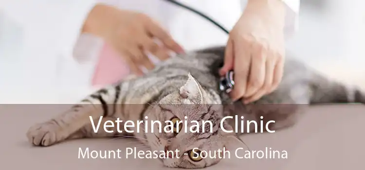 Veterinarian Clinic Mount Pleasant - South Carolina
