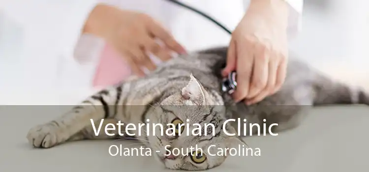 Veterinarian Clinic Olanta - South Carolina