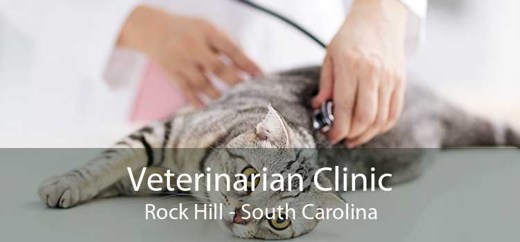 Veterinarian Clinic Rock Hill - South Carolina
