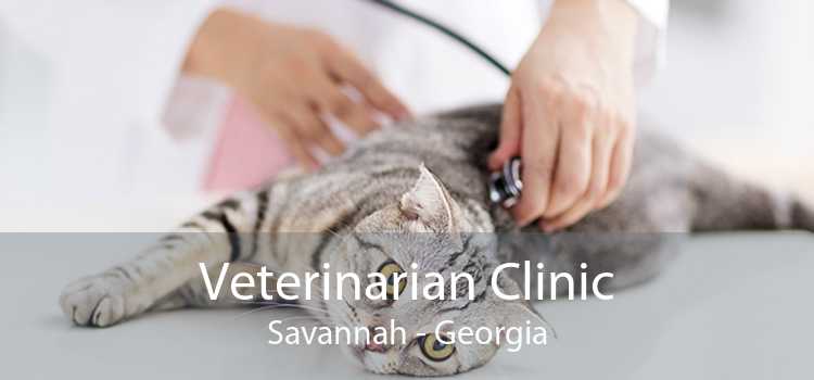 Veterinarian Clinic Savannah - Georgia