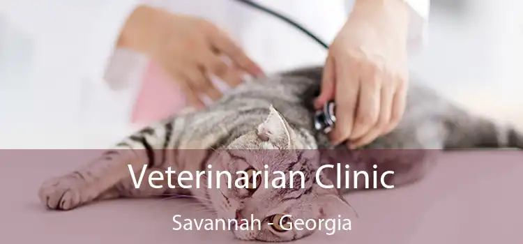 Veterinarian Clinic Savannah - Georgia