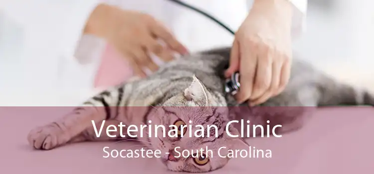 Veterinarian Clinic Socastee - South Carolina