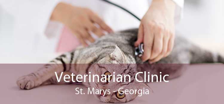 Veterinarian Clinic St. Marys - Georgia