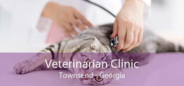 Veterinarian Clinic Townsend - Georgia