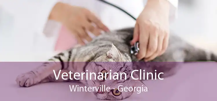 Veterinarian Clinic Winterville - Georgia