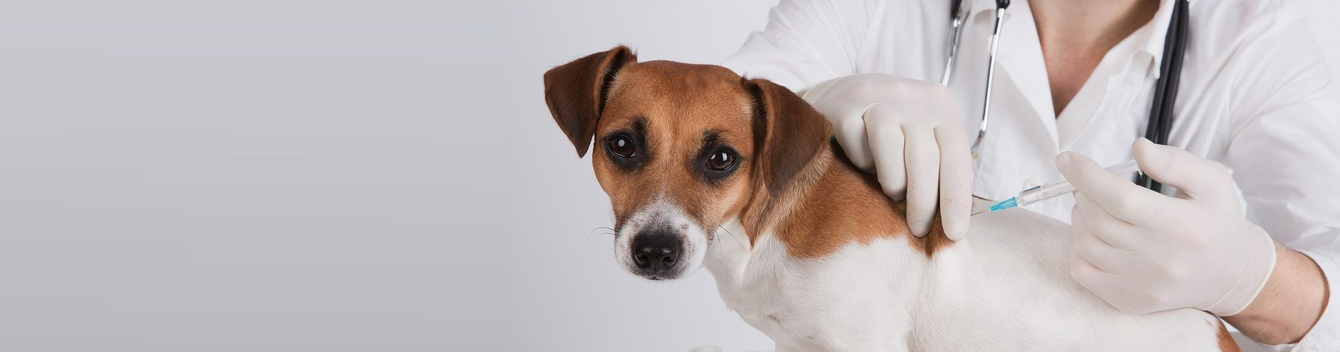 Dog Vaccinations Spartanburg Low Cost Dog Vaccinations Near Me