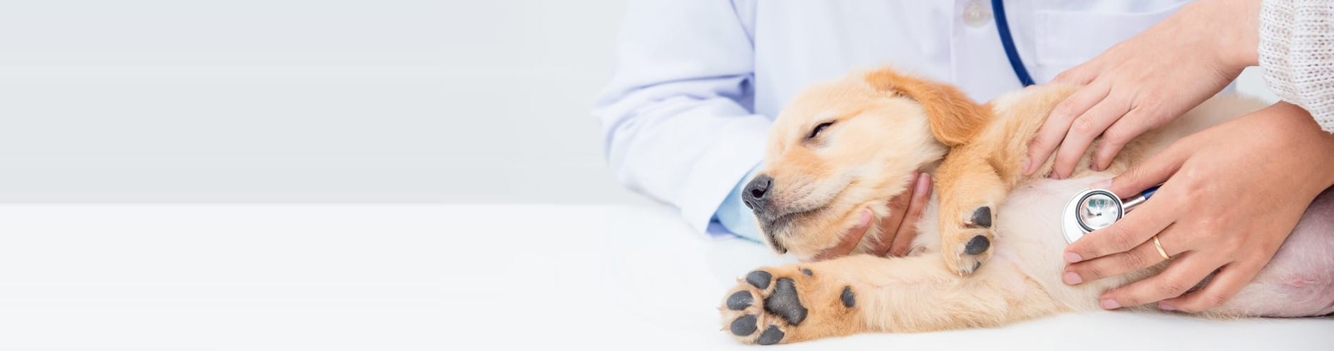 Emergency Vet Sherwood 24 Hour Emergency Vet Near Me