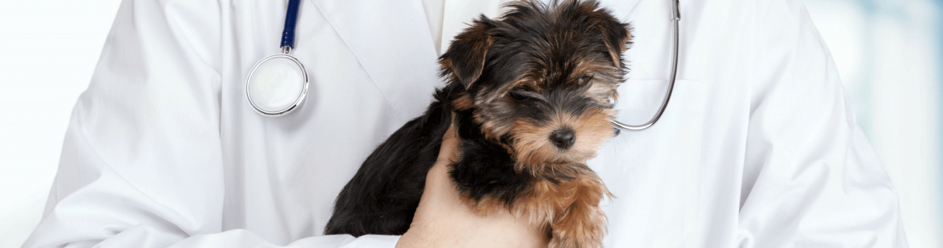 Spaying And Neutering Fort Smith Low Cost Pet Spay And Neuter Clinic