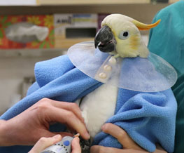 Bird Vet in Myrtle Beach