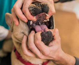 dog dentist in Conway