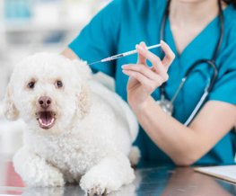 dog vaccinations in Cabot