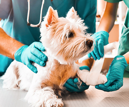 emergency vet in Maumelle